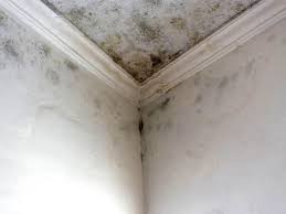 Best Attic Mold Removal  in Pioneer, CA